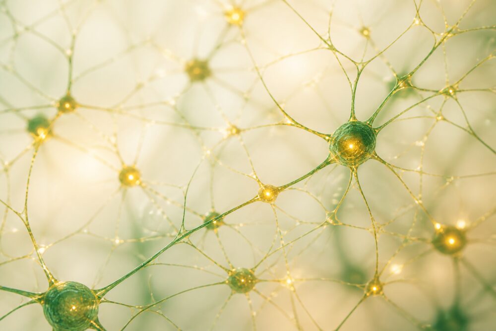 Réseau de connexions neuronales qui se renforcent lors de l'apprentissage chez l'adulte
